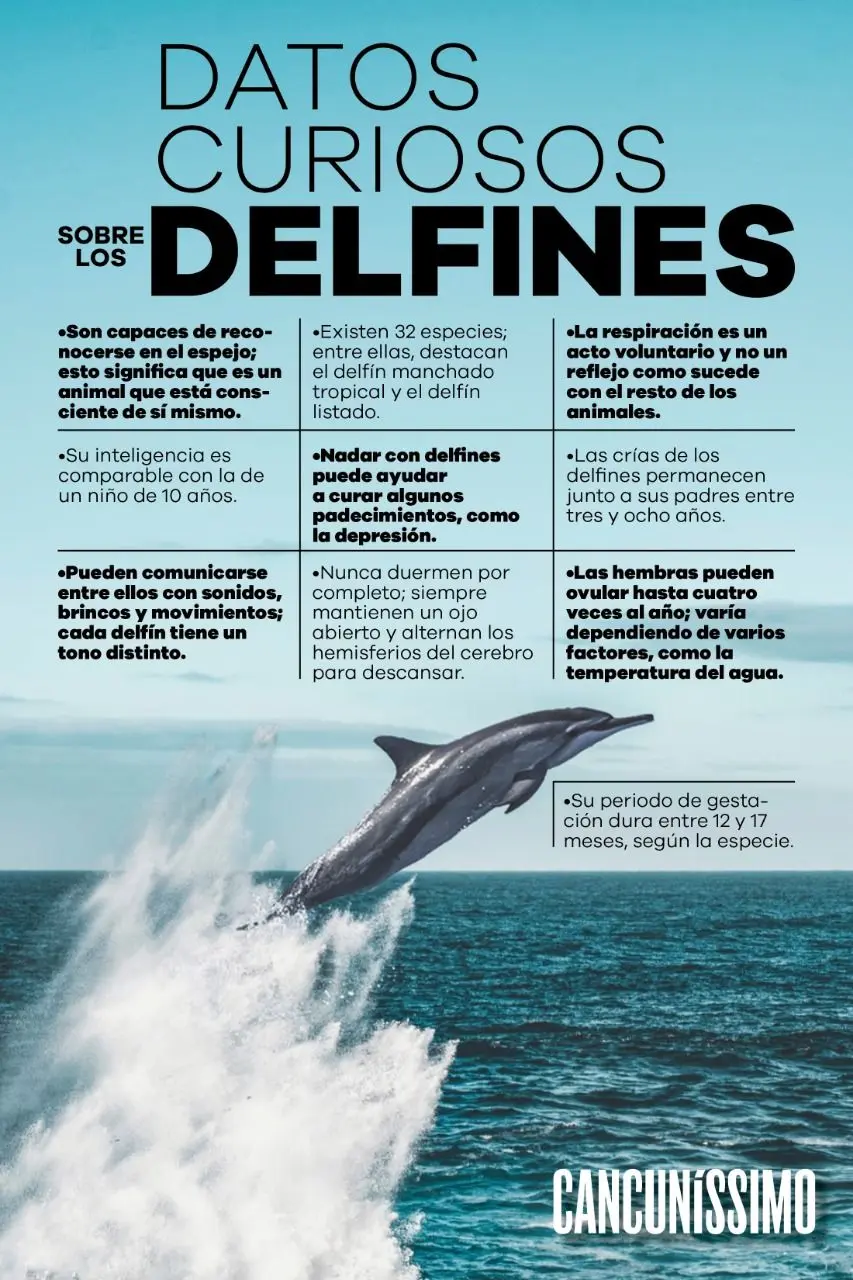 datos importantes del delfin inteligencia - Cuál es el dato curioso del delfín
