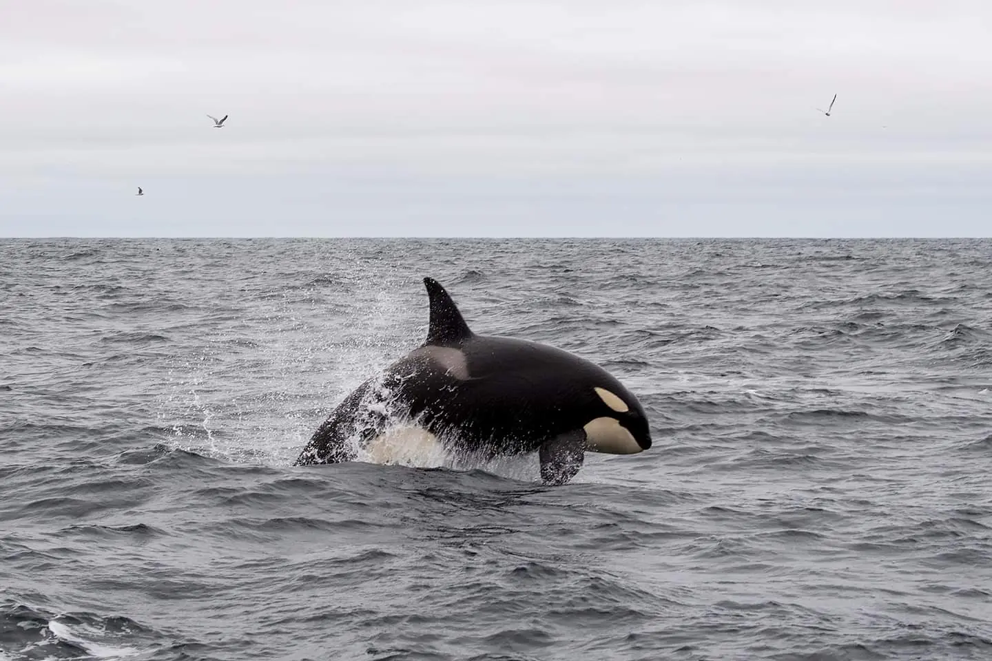 Orcas: La Inteligencia detrás de la Ballena Asesina - Cuál es el enemigo de las orcas orcas inteligencia - Cuál es el enemigo de las orcas
