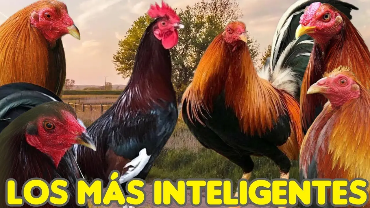 gallos inteligentes - Cuál es el gallo más fuerte