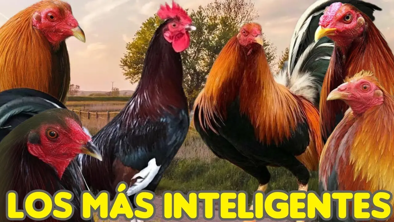 Gallos inteligentes: las habilidades y fortalezas de estas aves - Cuál es el gallo más fuerte gallos inteligentes - Cuál es el gallo más fuerte