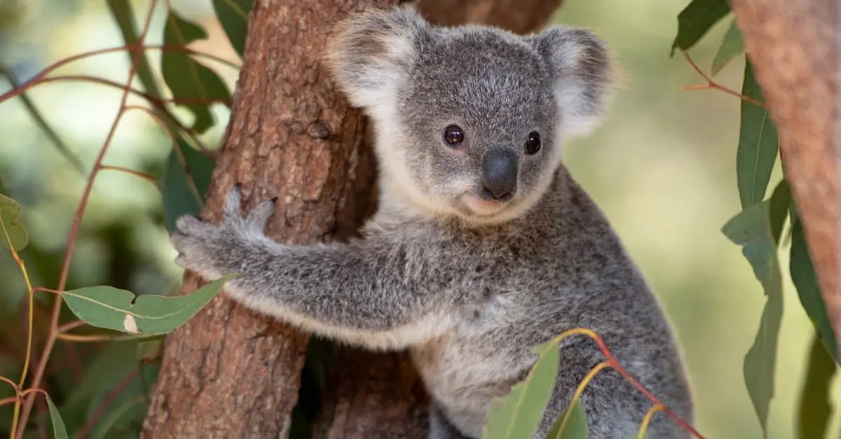 Los animales menos inteligentes - Cuál es el mamífero menos inteligente los animales menos inteligentes - Cuál es el mamífero menos inteligente