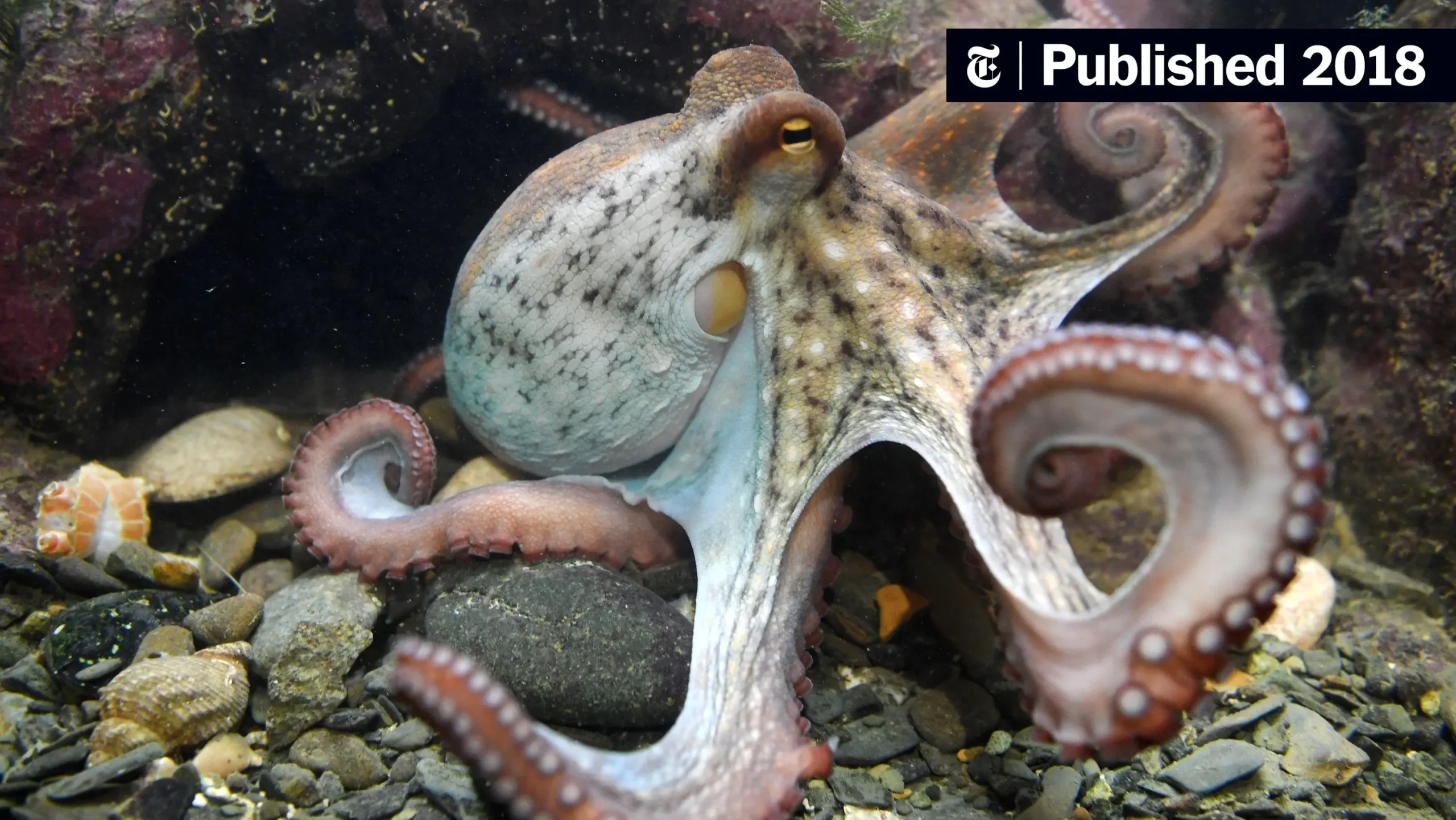 el calamar es inteligente - Cuál es el molusco más inteligente