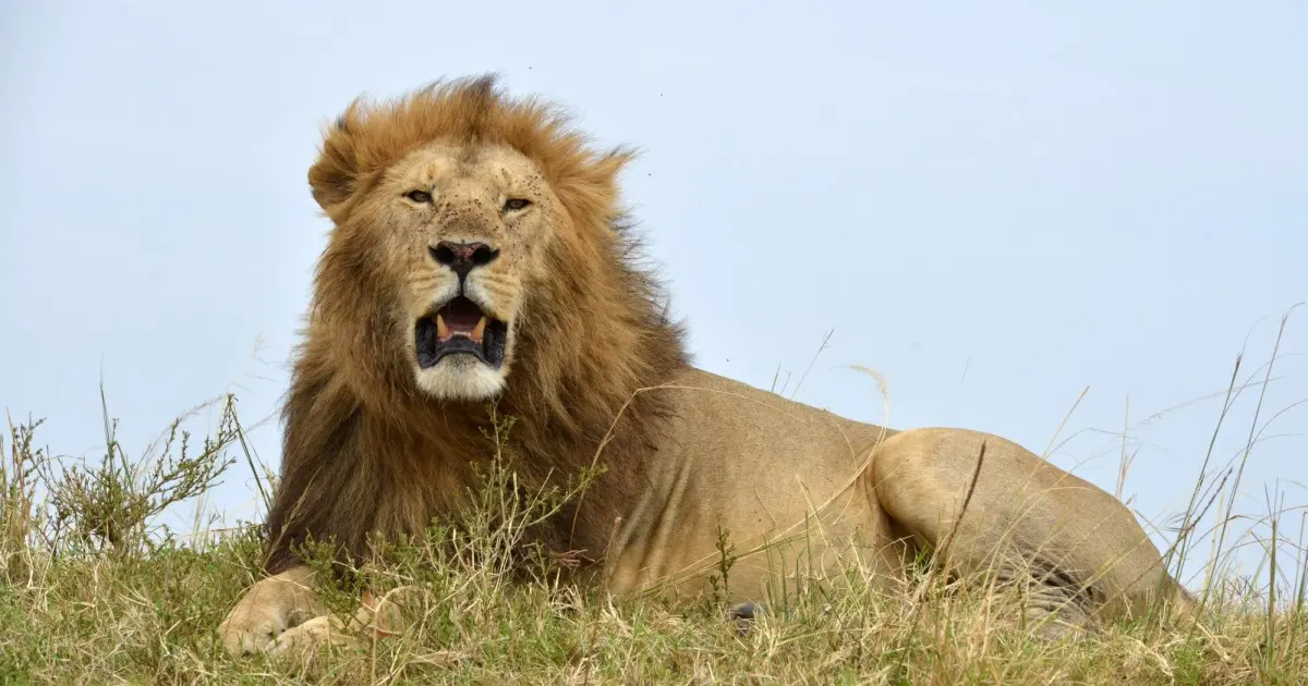 cual es el porcentaje de inteligencia de un leon - Cuál es el nivel de inteligencia de un león
