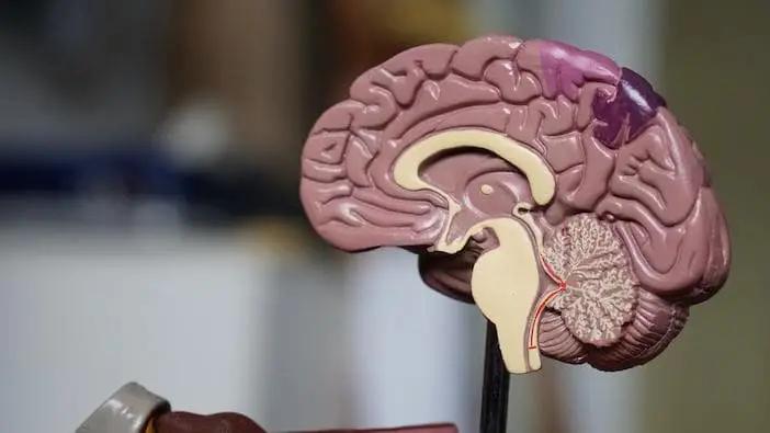 Neuroeducación e Inteligencias para el Desarrollo Integral - Cuál es el objetivo de la neuroeducación en el aula neuro educacion e inteligencias para el desarrollo integral - Cuál es el objetivo de la neuroeducación en el aula