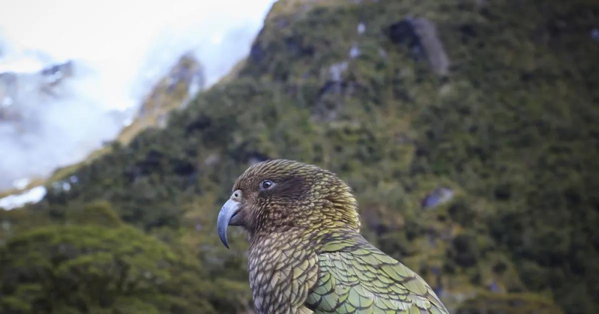 Los loros más inteligentes - Cuál es el pájaro más listo los loros mas inteligentes - Cuál es el pájaro más listo