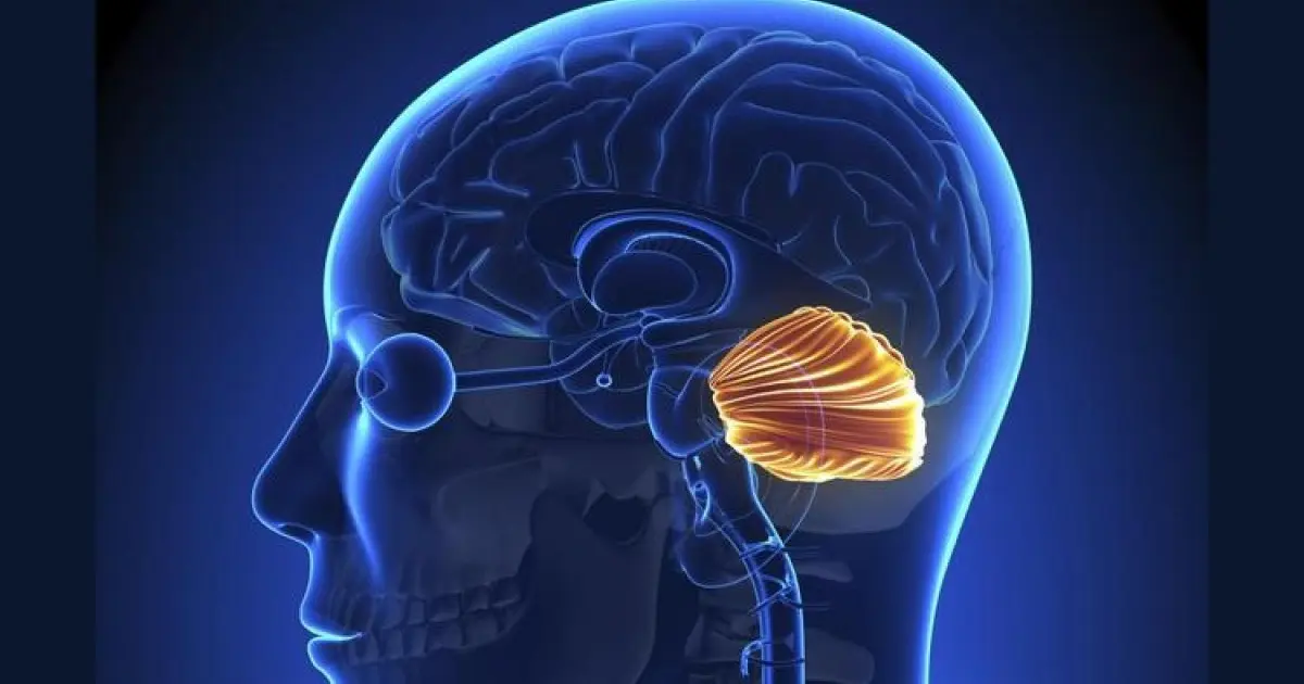 cerebelo y la inteligencia - Cuál es el papel del cerebelo en la memoria