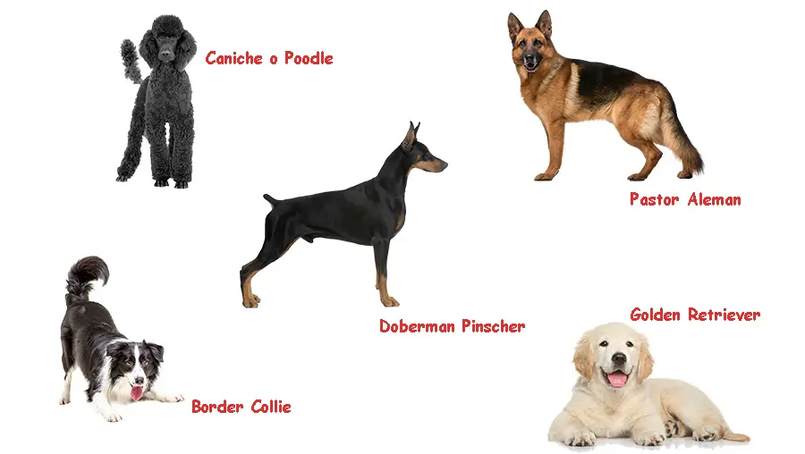lista de razas de perros mas inteligentes - Cuál es el ranking de los perros más inteligentes