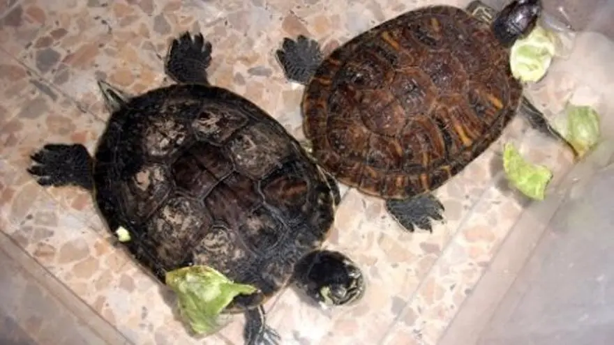 inteligencia de las tortugas - Cuál es el reptil más inteligente del mundo
