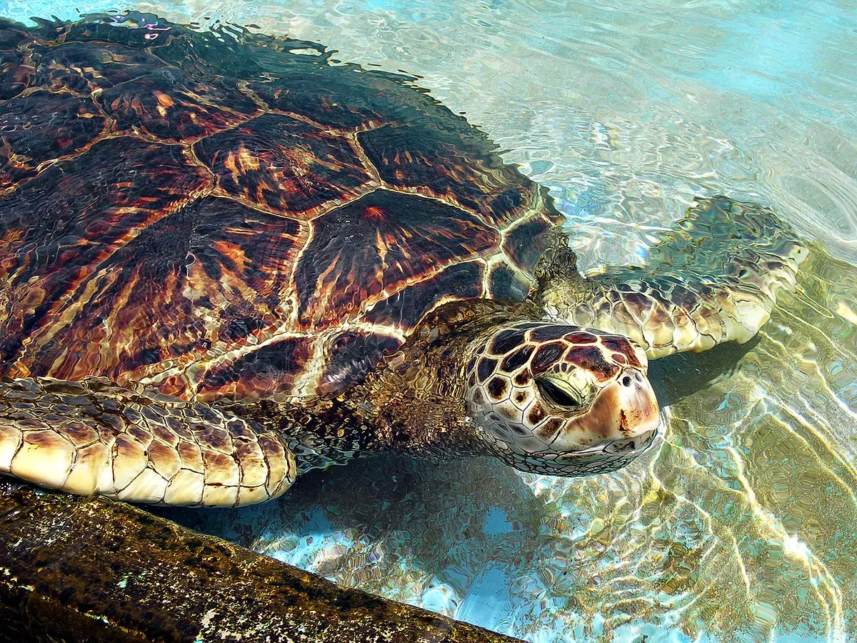 Inteligencia de las tortugas de agua - Cuál es el sentido más desarrollado de la tortuga inteligencia de las tortugas de agua - Cuál es el sentido más desarrollado de la tortuga
