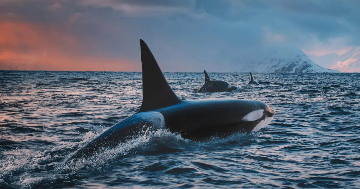 Inteligencia de las ballenas: ¿Qué tan inteligentes son los cetáceos? - Cuál es la ballena más inteligente inteligencia ballenas - Cuál es la ballena más inteligente