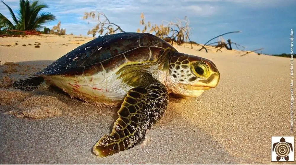 inteligencia de las tortugas - Cuál es la especie de tortuga más inteligente