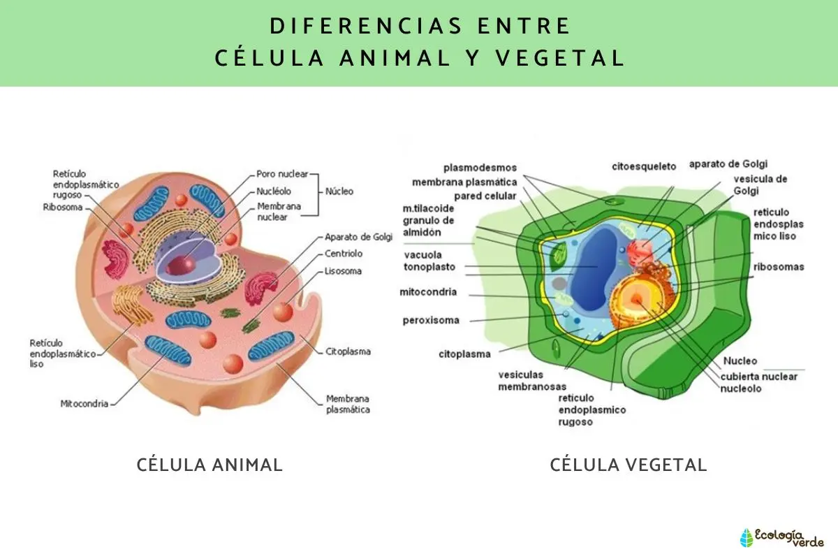 celula animal diccionario inteligente para dibujar - Cuál es la forma y tamaño de la célula animal