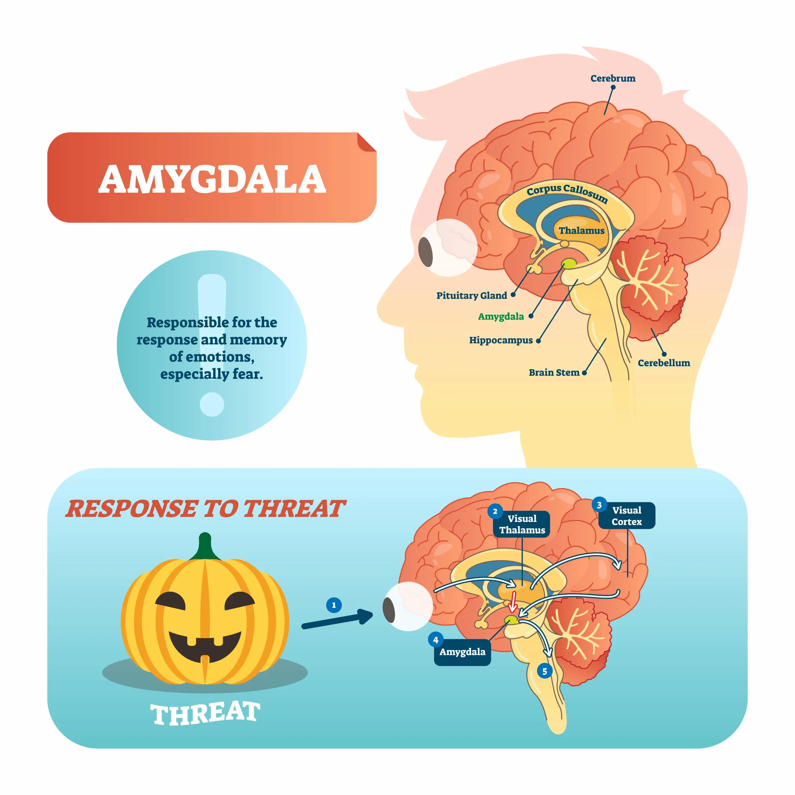 cerebro inteligencia emocional amigdala neocortez - Cuál es la función de la amígdala en el cerebro