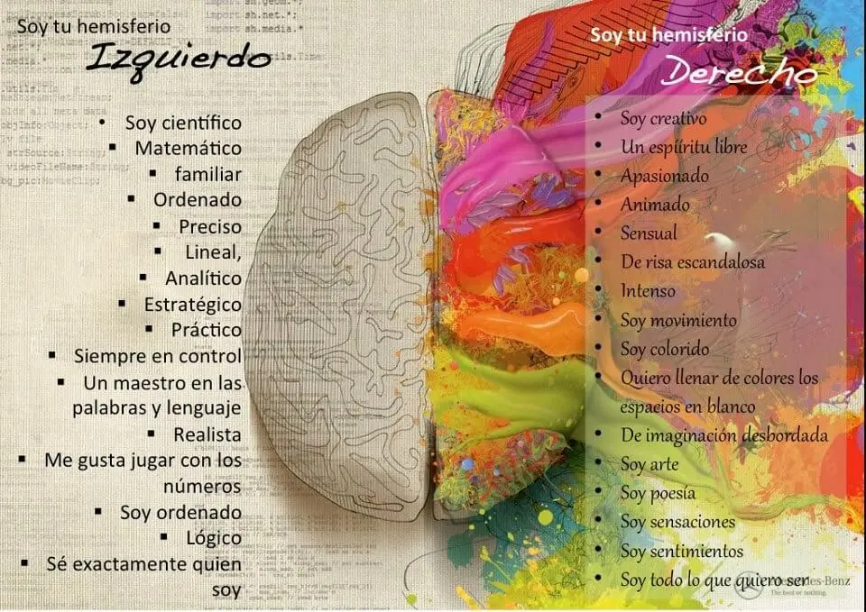 el hemisferio derecho que inteligencia permite - Cuál es la función del hemisferio derecho
