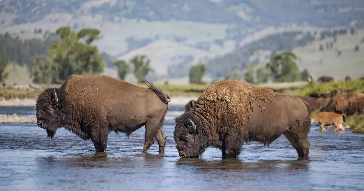 el bufalo inteligente cuento escrito - Cuál es la historia del búfalo en PBS