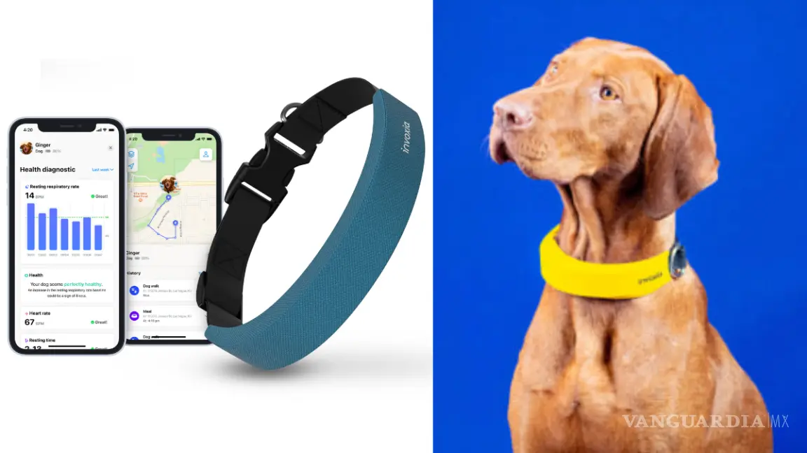 collar inteligente para perro mision y vision - Cuál es la misión de las mascotas