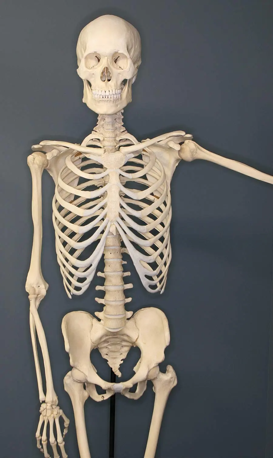 Aprendizaje inteligente de los huesos: comprendiendo la anatomía ósea - Cuáles son las 206 huesos aprendizaje inteligente los huesos - Cuáles son las 206 huesos