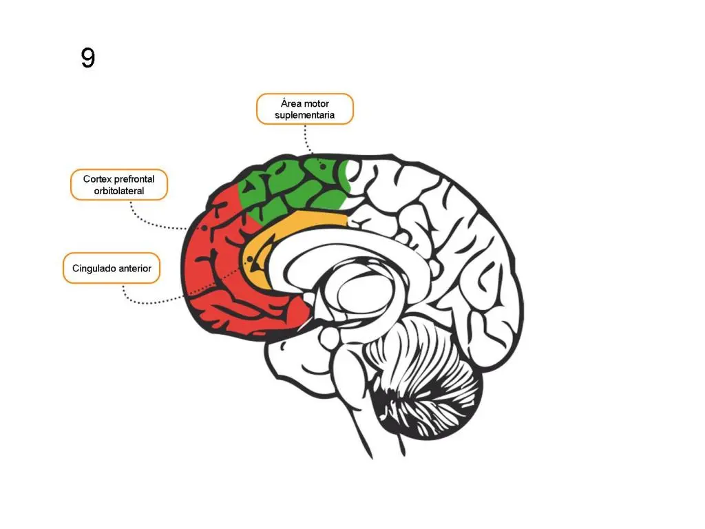 bases neurologicas de la inteligencia emocional - Cuáles son las bases neurológicas