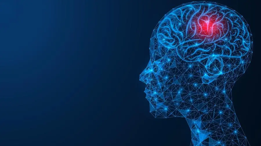 cerebro ciencia mente inteligencia e estudos - Cuáles son las cuatro ramas de la neurociencia