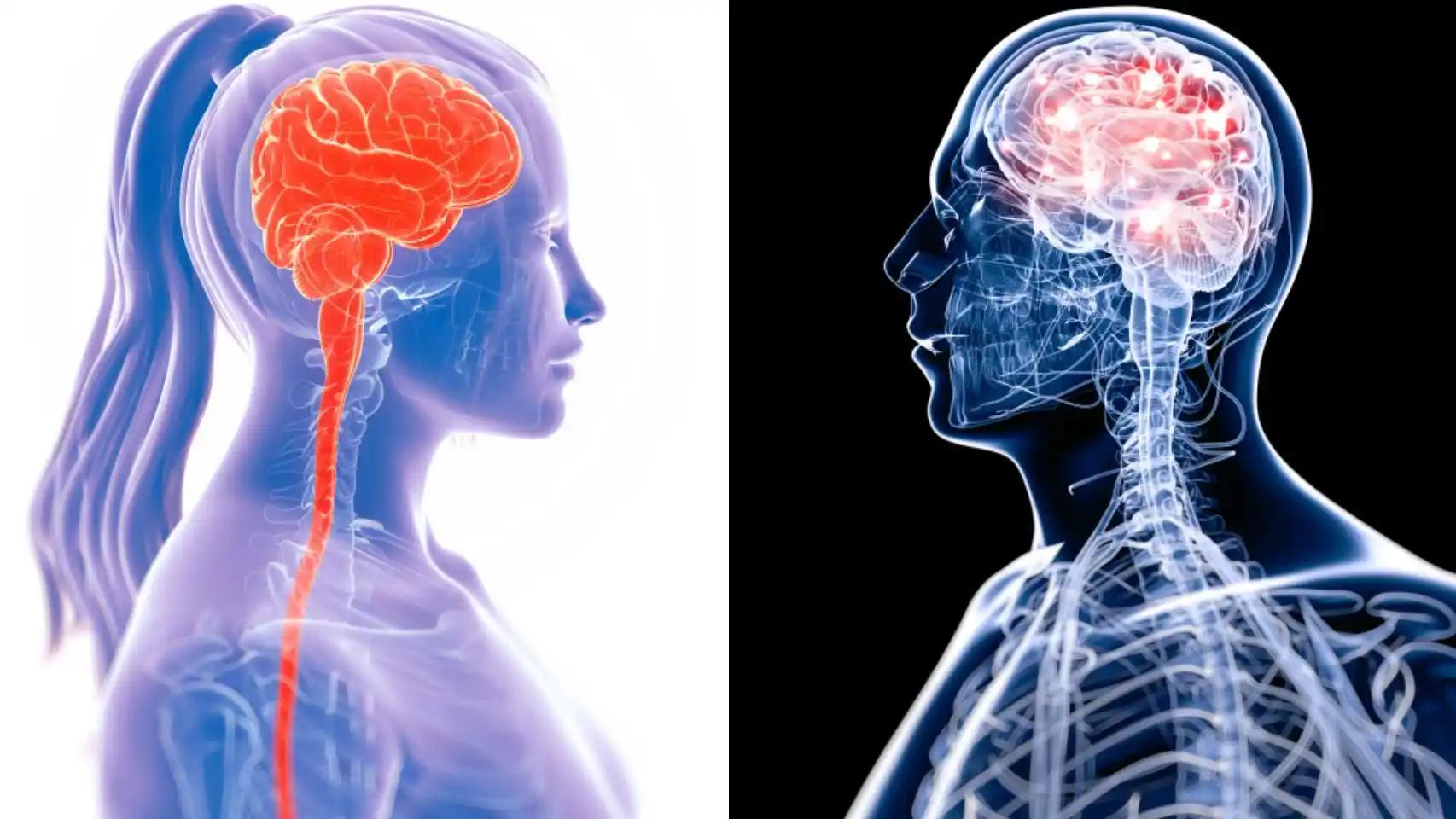 cerebro de mujer inteligente - Cuáles son las diferencias entre el cerebro masculino y femenino
