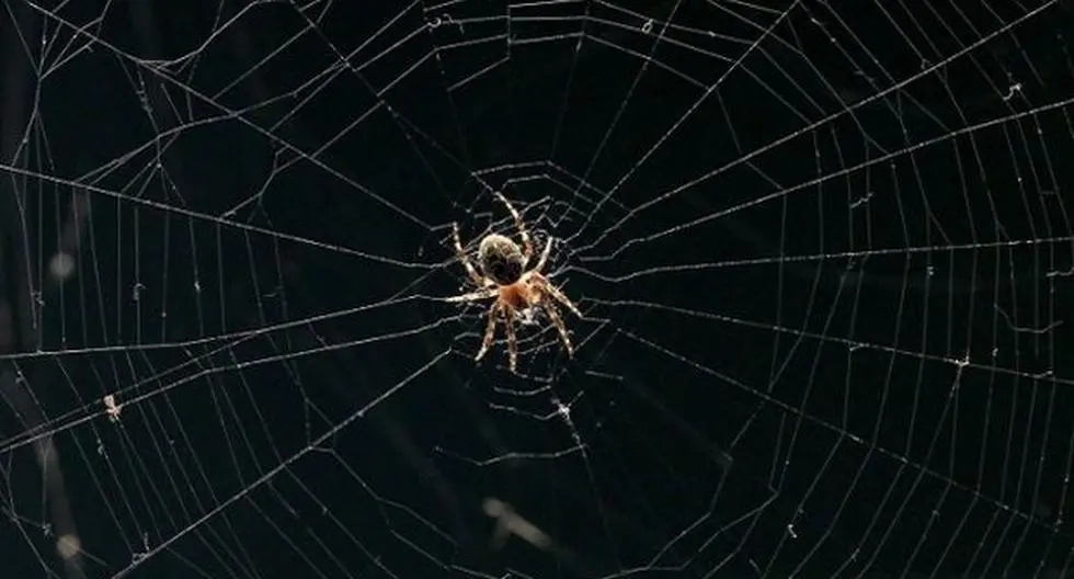 las arañas son inteligentes - Cuáles son las habilidades de las arañas