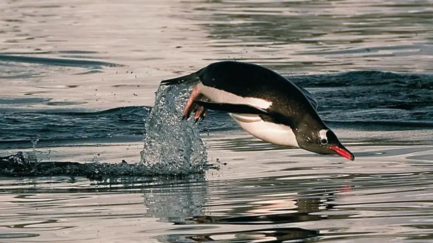 pinguino inteligente - Cuáles son las habilidades de los pingüinos
