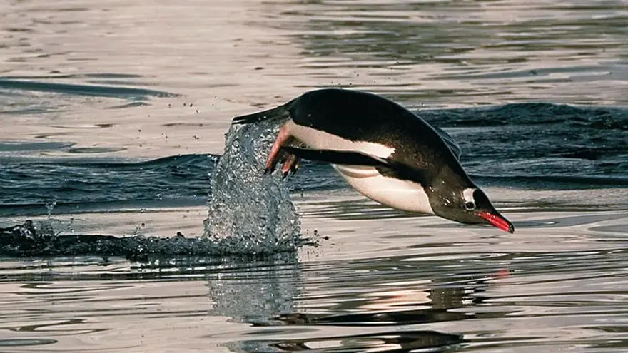 ¿Qué tan inteligente es un pingüino? - Cuáles son las habilidades de los pingüinos pinguino inteligente - Cuáles son las habilidades de los pingüinos