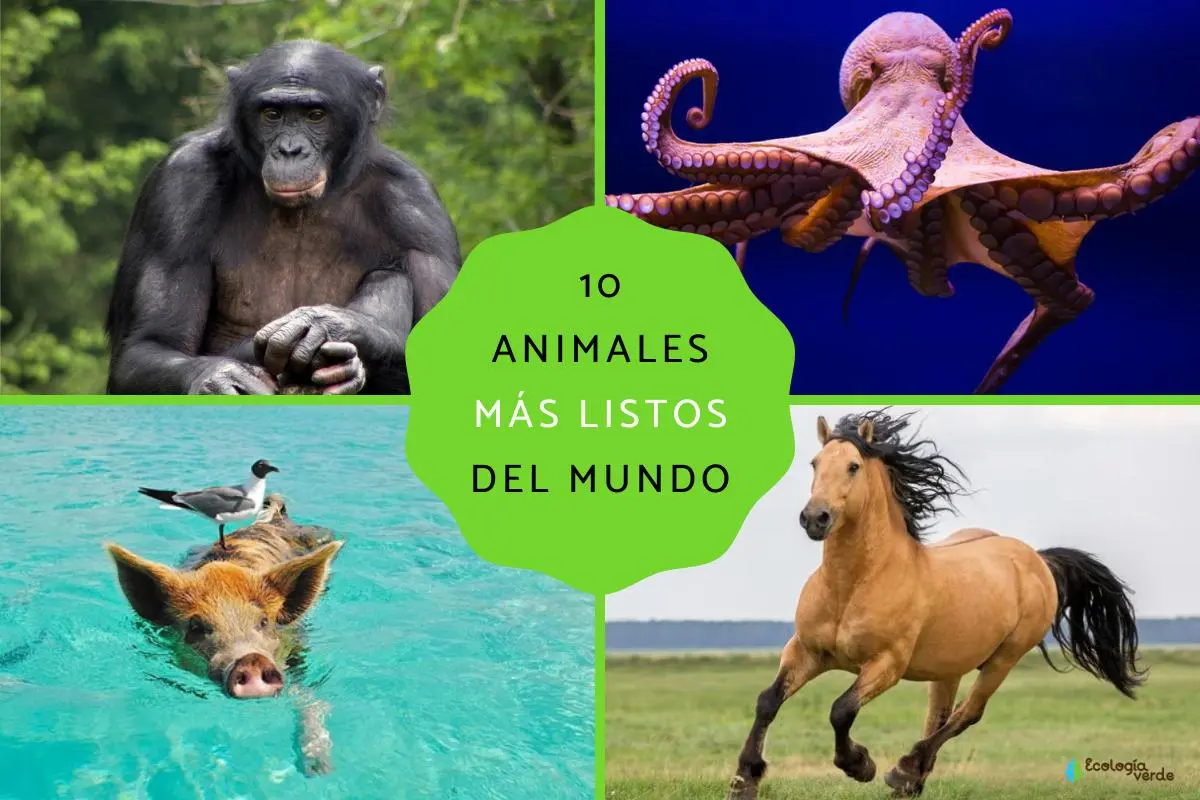 animales mas rapidos inteligentes y fuertes del mundo - Cuáles son los 10 animales más rápidos del mundo