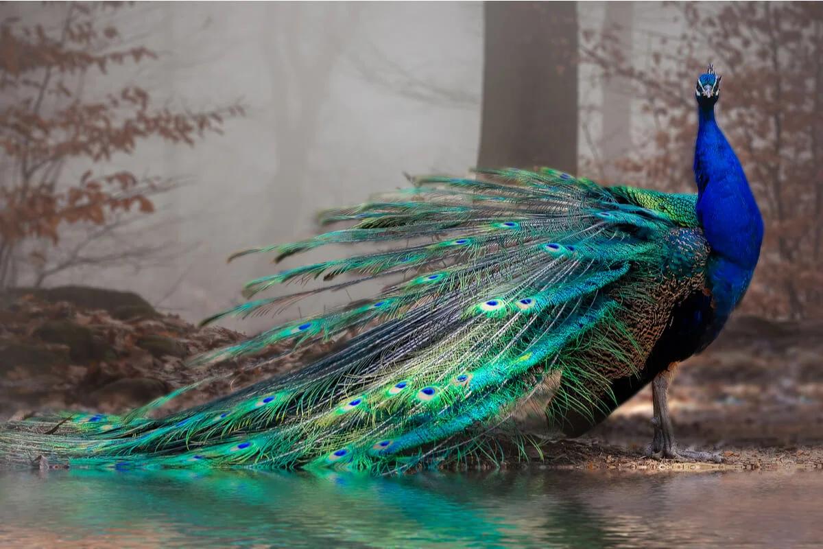 Animal hembra inteligente, bonita y terrestre: Un vistazo a la belleza en el reino animal - Cuáles son los animales más elegantes animal hembra inteligente bonita y terrestre - Cuáles son los animales más elegantes
