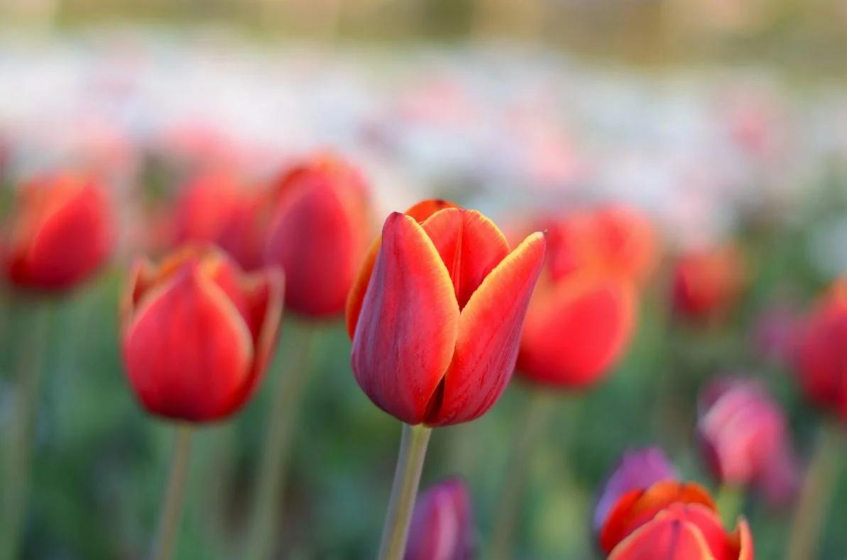 Jardines sostenibles para ciudades inteligentes - Cuáles son los diferentes tipos de jardines jardines sostenible para ciudades inteligentes - Cuáles son los diferentes tipos de jardines