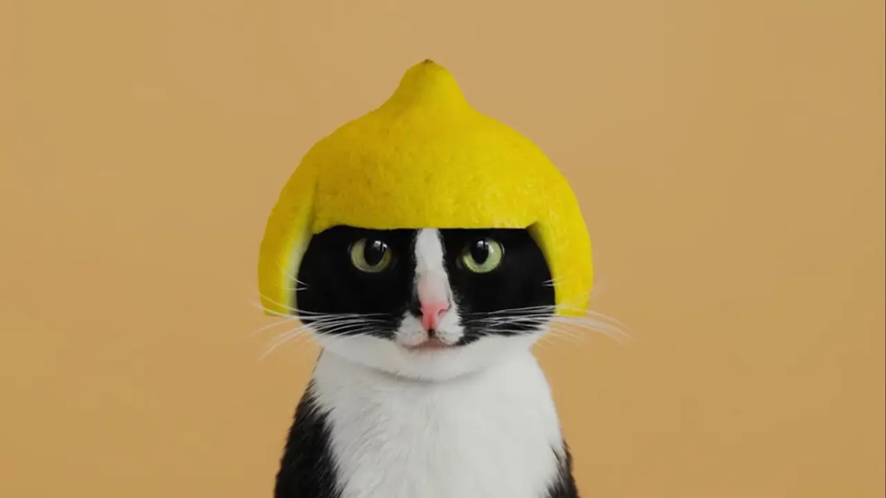 Gato hecho con inteligencia artificial: la compañía perfecta para personas mayores - Cuáles son los gatos más famosos del mundo gato hecho con inteligencia artificial - Cuáles son los gatos más famosos del mundo