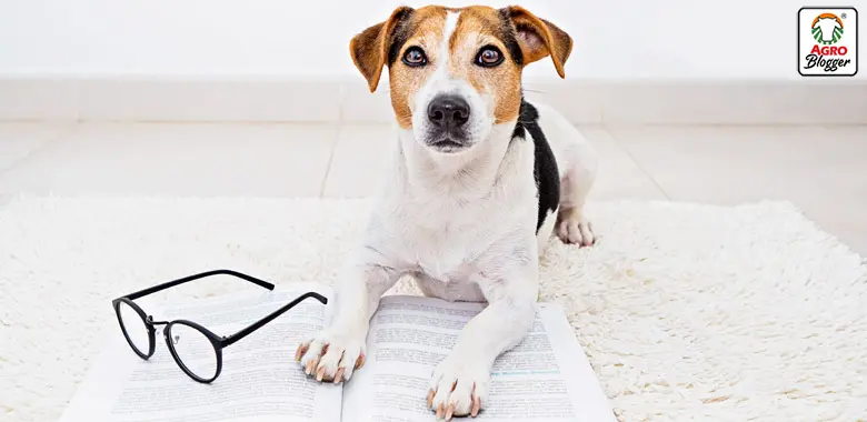 animales inteligentes veterinaria bogota - Cuándo son los descuentos en animals