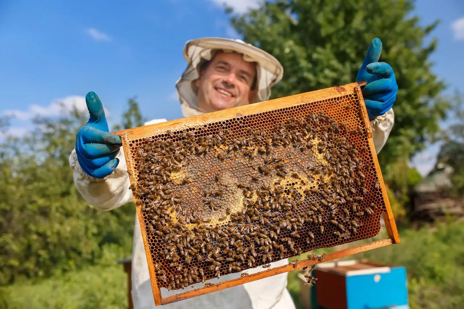 estudiantes crean sistema inteligente de recolección de miel para apicultores - Cuántas colmenas son necesarias para vivir de la apicultura
