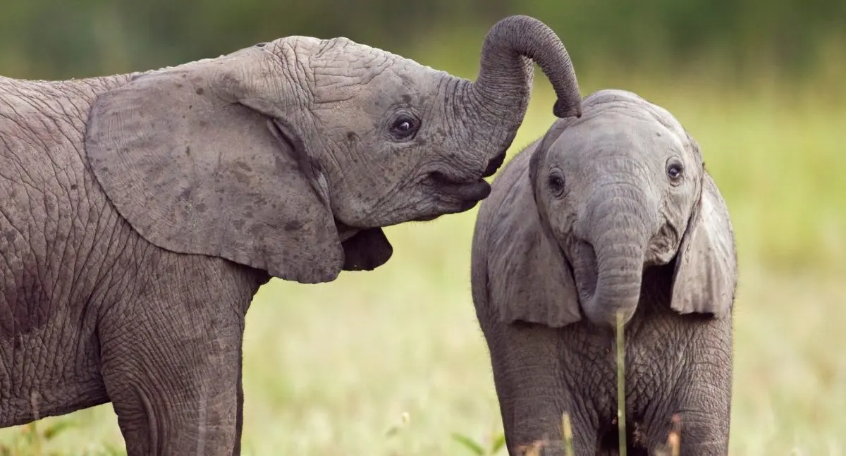 elefantes inteligencia - Cuántas neuronas tiene el cerebro de un elefante