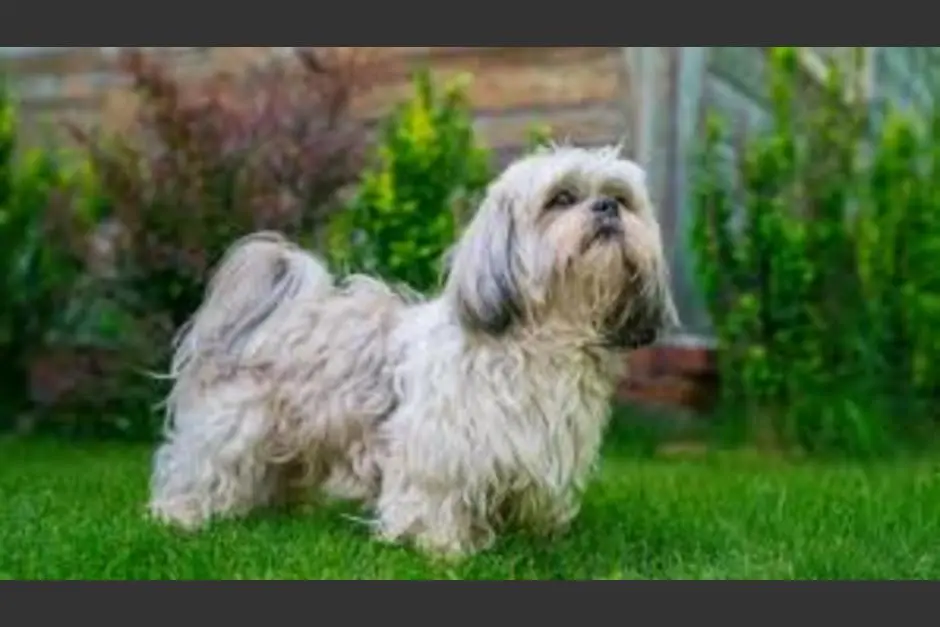 los shih tzu son inteligentes - Cuántas palabras entiende un Shih Tzu