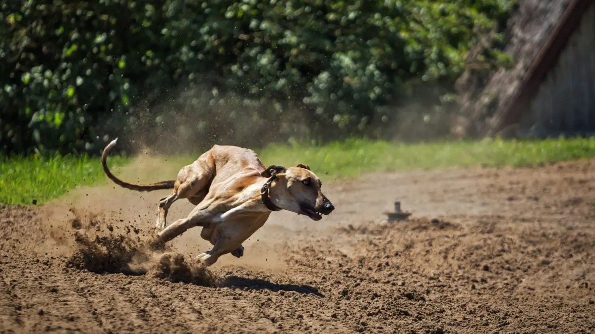 dalmata inteligencia - Cuánto corre un perro dálmata