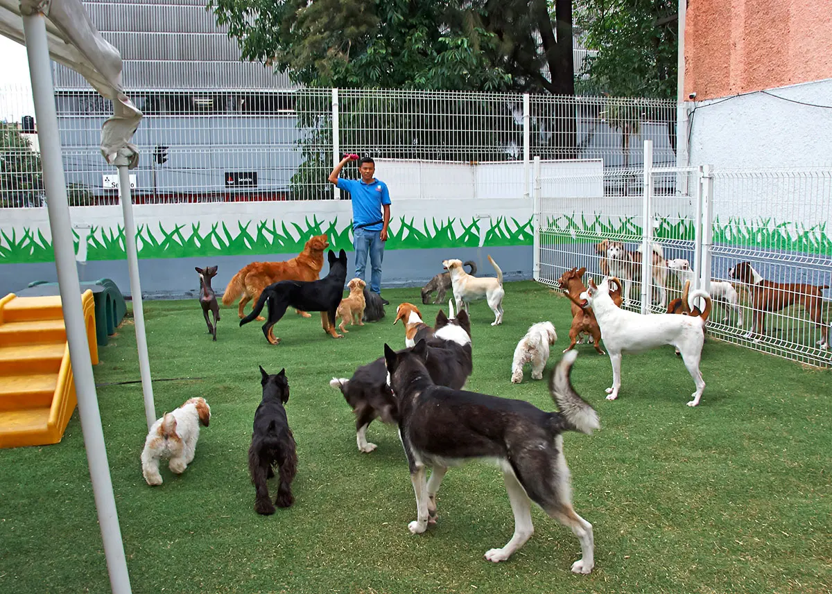 inteligencia canina - Cuánto cuesta inteligencia canina