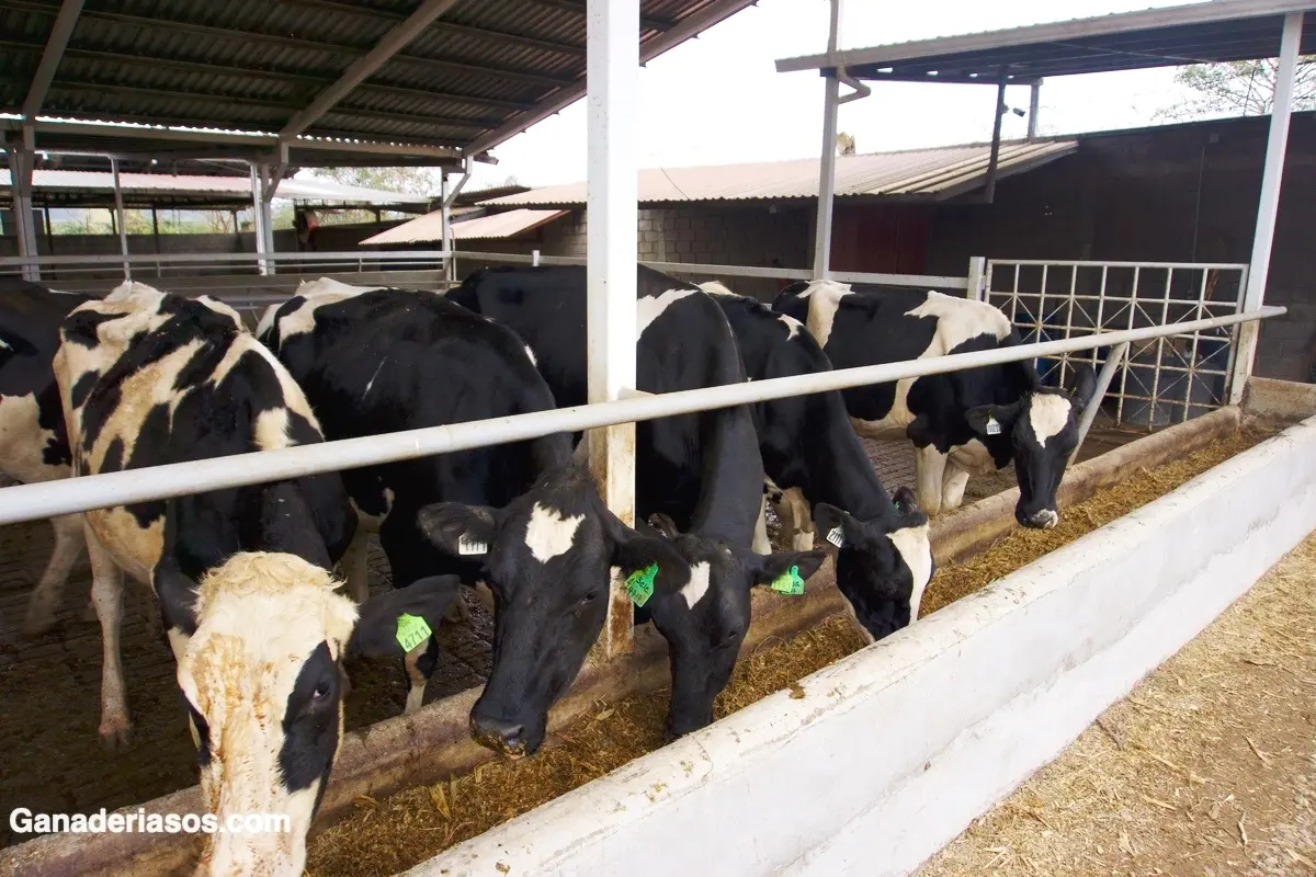 comederos inteligentes para ganado - Cuánto debe medir un comedero para ganado
