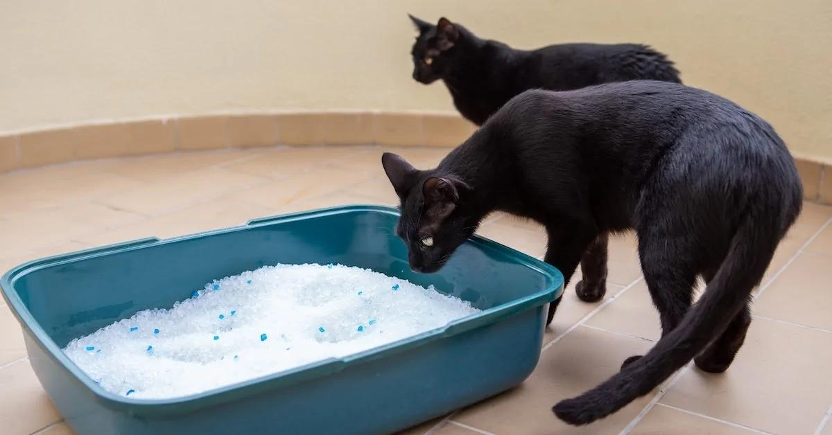 arenero inteligente amazon - Cuánto se llena un arenero de gato