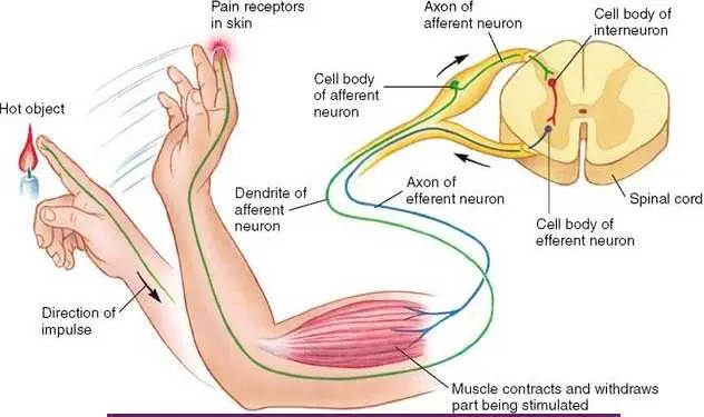 cual es el sistema nervioso mas inteligente - Dónde está la inteligencia en el cuerpo