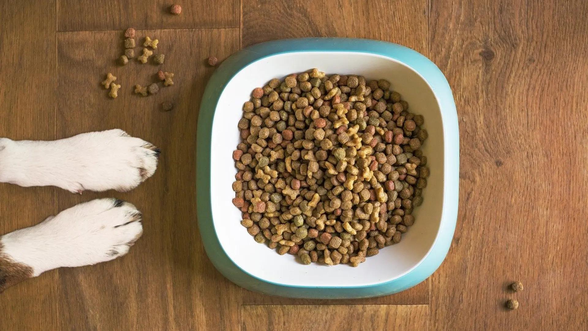 plato inteligente para mascotas - Dónde poner el plato de comida de mi perro