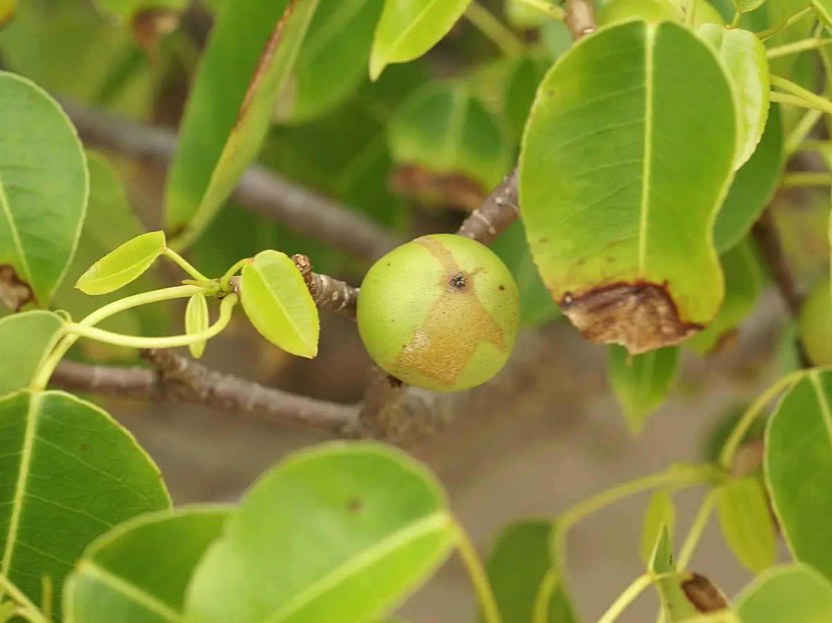 arboles inteligentes fruto venenoso - Dónde se encuentra el árbol de la muerte