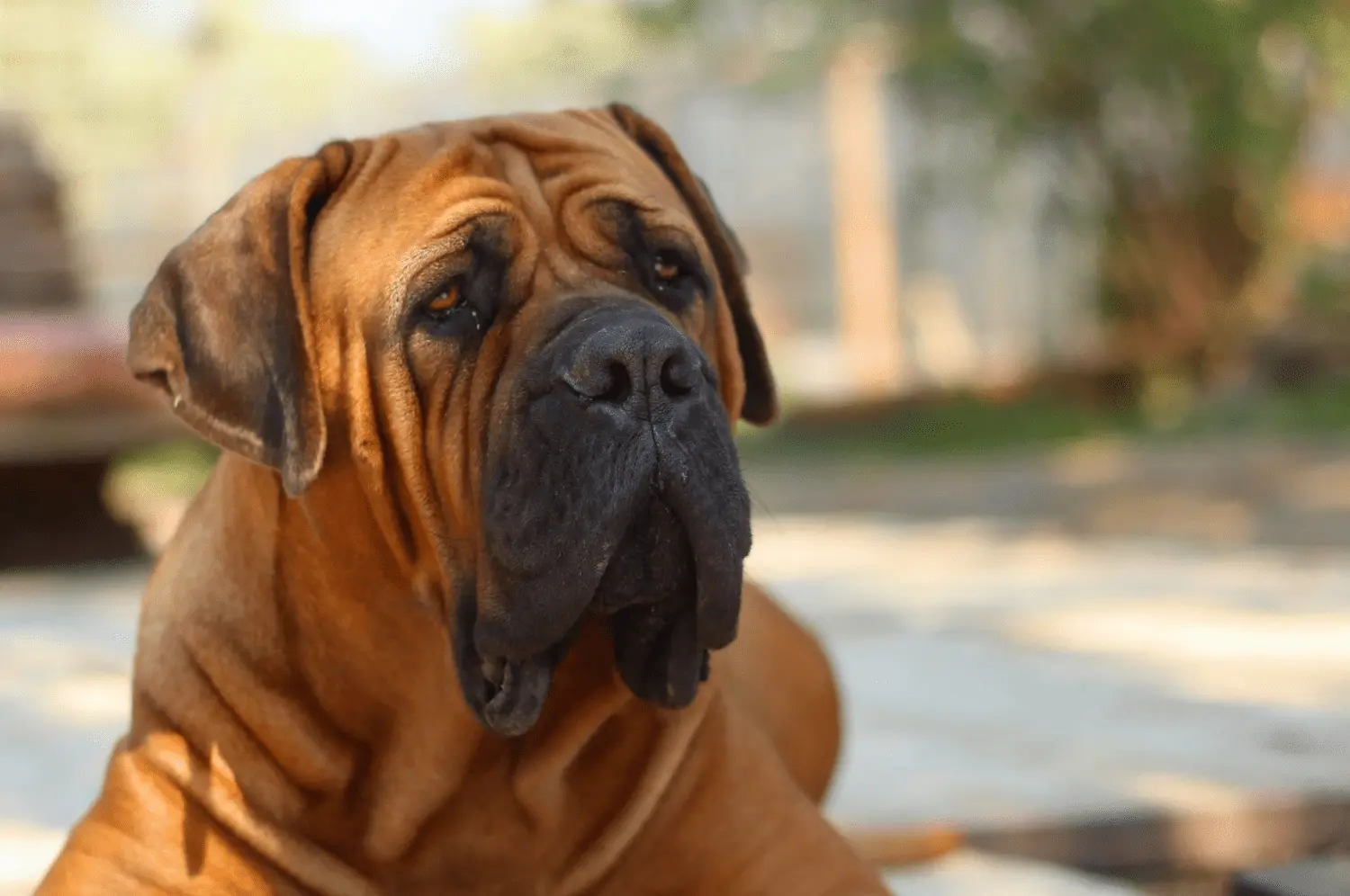 cachorros mastín inglés inteligencia - Es difícil cuidar de los mastines ingleses