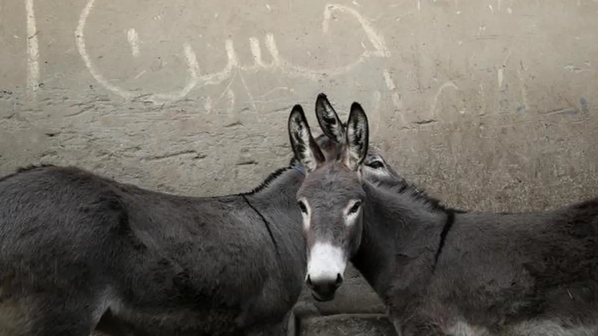 el burro es el animal mas inteligente - Es el burro el animal más inteligente