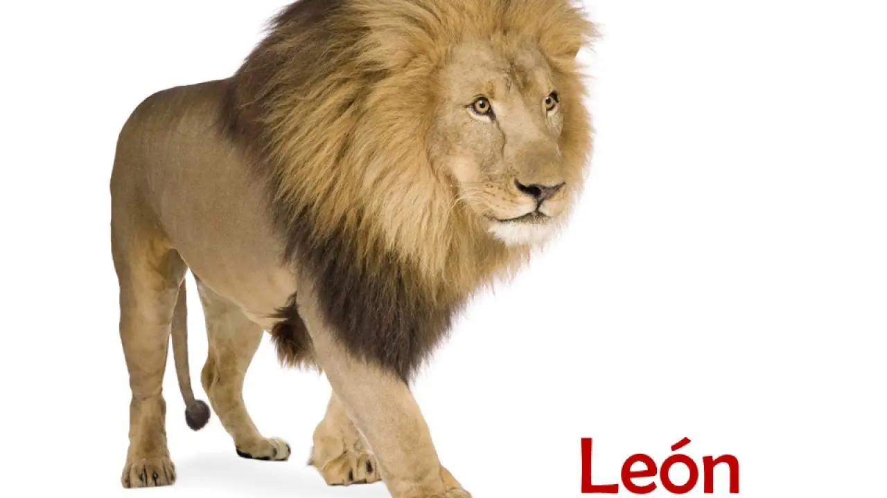 animales bits de inteligencia leon - Es el tigre más inteligente que el león