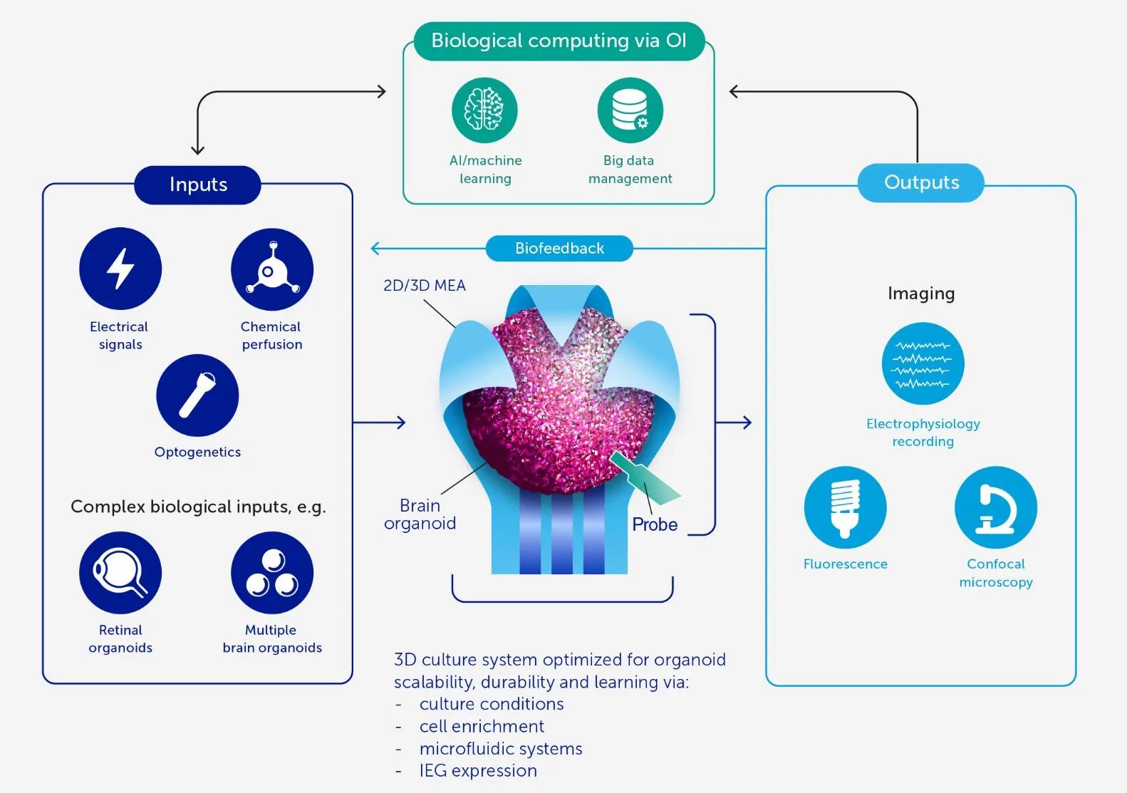 Inteligencia Organoide: Un avance en la comprensión de la inteligencia artificial - Es real la inteligencia organoide inteligencia organoide - Es real la inteligencia organoide