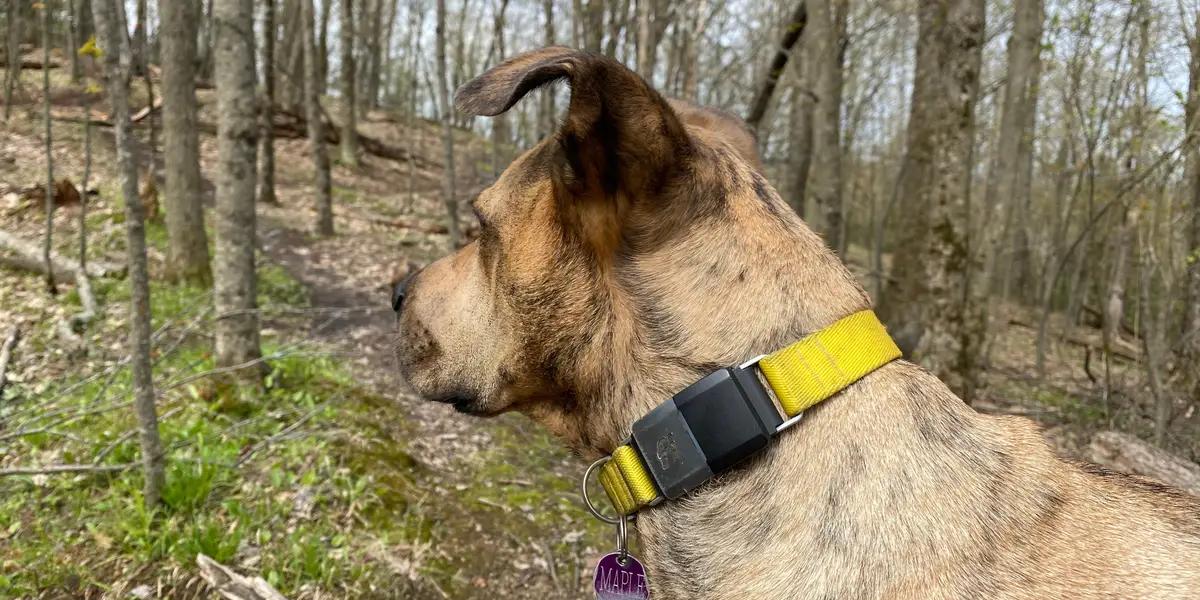 collar de animal inteligente - Hasta dónde rastrea el collar de perro fi