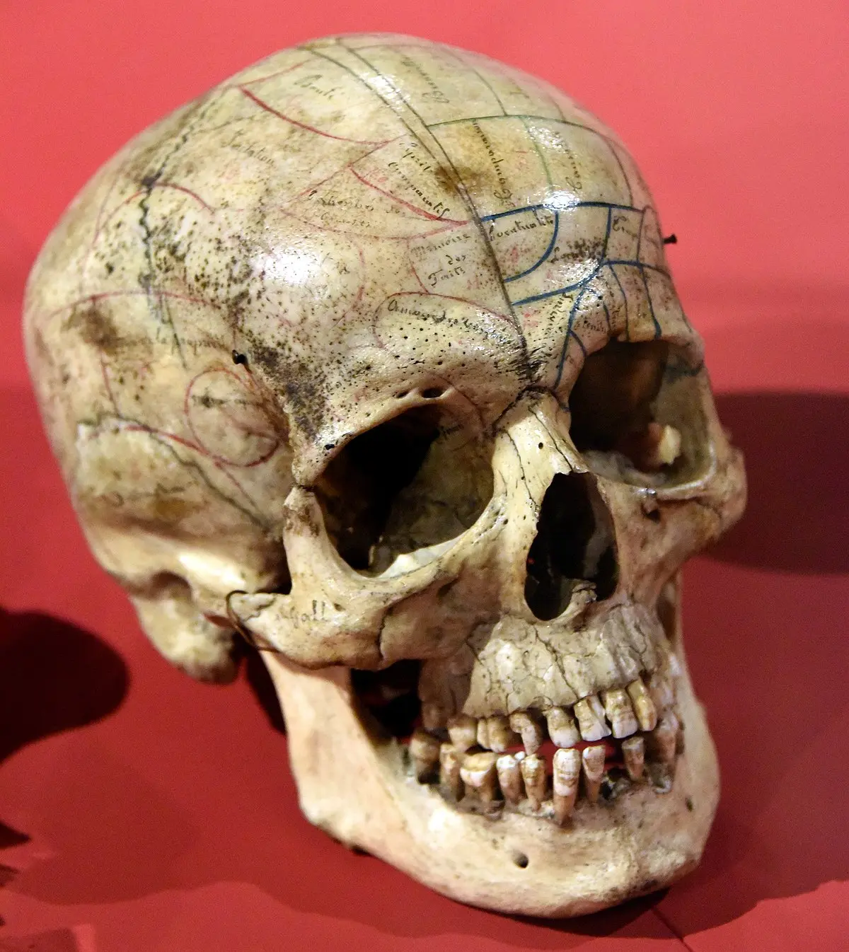 forma craneo inteligencia - La forma del cráneo determina la personalidad