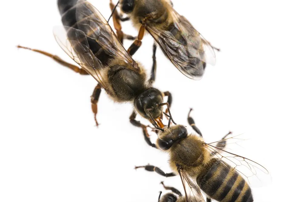 abejas inteligencia colectiva - Las abejas trabajan bien juntas