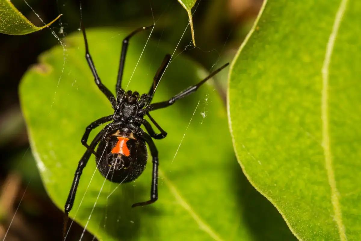 la araña mas inteligente - Las arañas tienen memoria